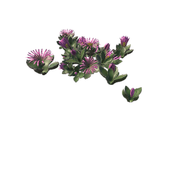 Flower_Faucaria tigrina4